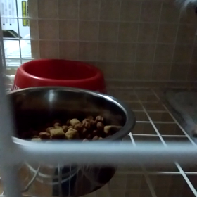 ご飯食べましたよ～！の画像