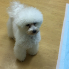 人もわんこも楽しんでいるから効果がでます。の画像