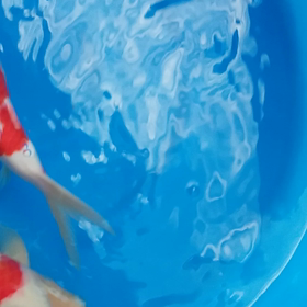 うちの鮒の画像