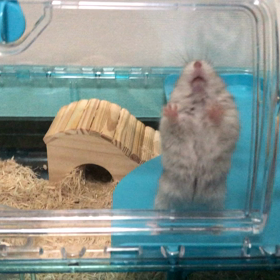 ハムスター訴えの画像