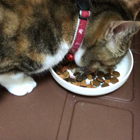 華音ちゃんの状態の画像