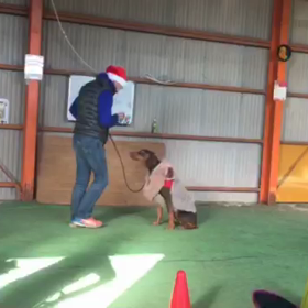 初めてのドッグダンス発表会の画像