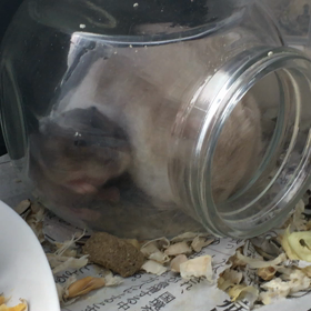 魔法の袋wの画像