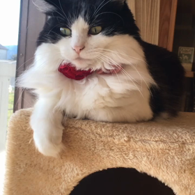 必殺!猫パンチ！の画像