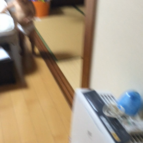 よちよちの画像