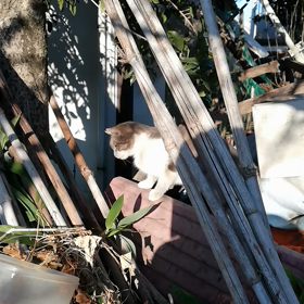 外の末っ子 ふっくんの画像