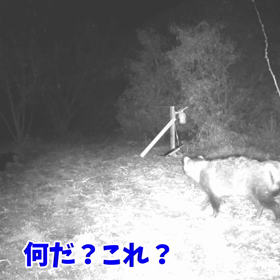 すぎぴたんの事件簿　シーズン２　１３２話（久しぶりのタヌ吉）の画像