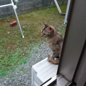 #猫ちゃんの画像