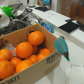 八朔が食べたいのにー(　ﾟ皿ﾟ)の画像