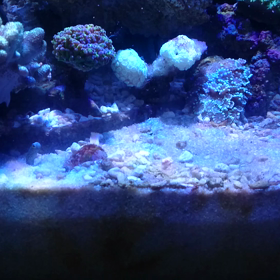 30cmキューブハイサイドOF水槽の餌やり風景の画像