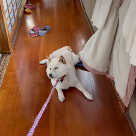 イヤイヤの画像