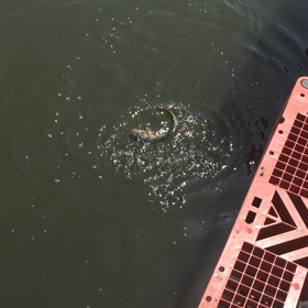 柴山沼釣行の画像