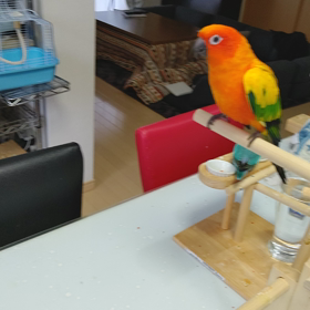 優しくてビビりなカレンの画像