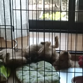 お昼寝ちぅ。の画像