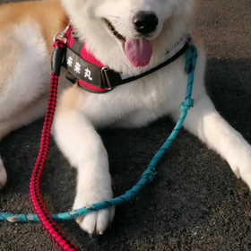 昨日購入した太さ2cmの超大型犬用のリード、朝散歩デビュー＼(^o^)／軽くて引っ張る時に引っ張の画像