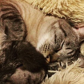 タンゴさんに癒されるの画像