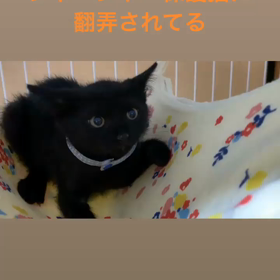 シャーシャーパラダイス。の画像