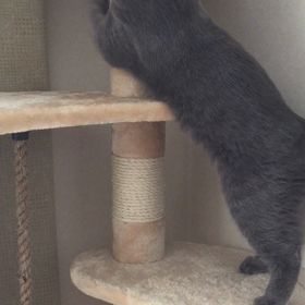 お休みだニャ〜の画像