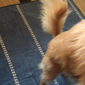 愛犬のお誕生日の画像