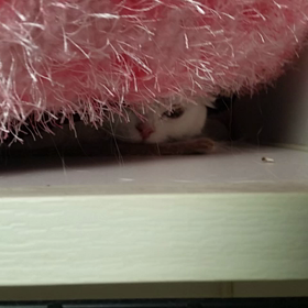 under the bedの画像