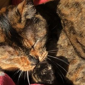 朝起きのクロちゃんの画像