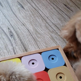 ももハマ運動会の画像