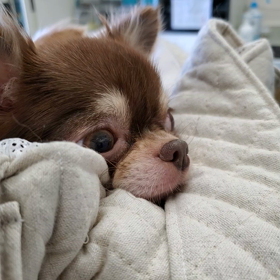 J子ちゃんの画像