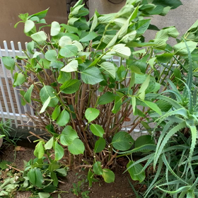 天気わっる！の画像