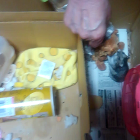 チャーとハリネズミのハリー君の画像