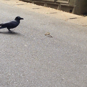 真昼の決闘の画像