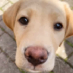 Shima散歩TOKYO世界のワンちゃんピックアップの画像