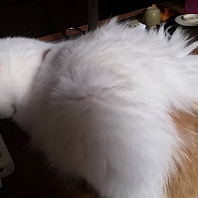 またあの虫の画像