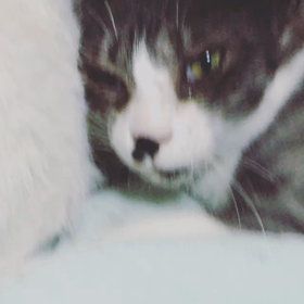 縞々灰白猫 お手入れされるの画像