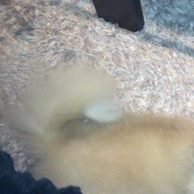 かわいい。の画像