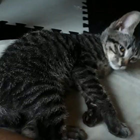 みるくちゃんのその後の画像