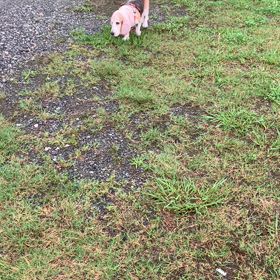 今朝の散歩の画像