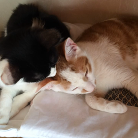 デコちゃんも年明けにトライアルの画像