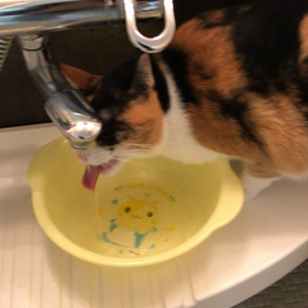 水を飲むみけ。の画像