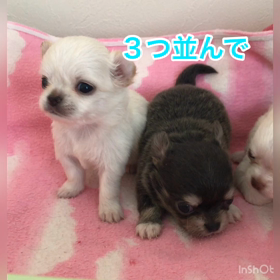 だんご三兄妹の画像