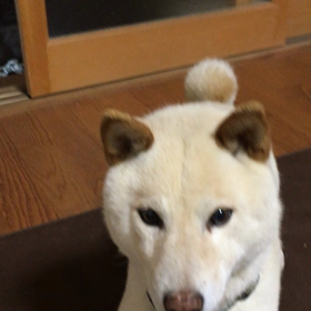 チロの動画を見て癒されてください♡私や家族は癒されます♡の画像