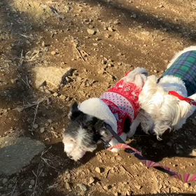 2月6日11わんこと2時間遠足　　代々木公園の画像