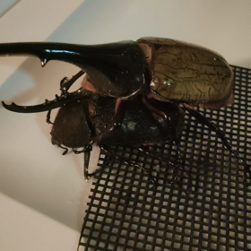 CUU68A♂148mm✕ガルシアメテオ♀69mmペアリングの画像