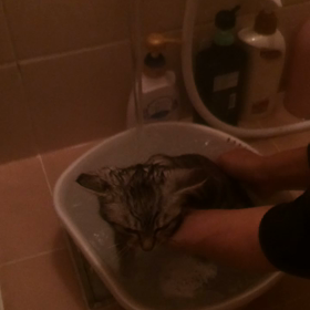 小雪ちゃんのシャンプータイムの画像