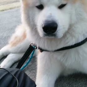 イヤイヤ連発続きの未来丸に休憩ポイント以外の休憩禁止で散歩。ただ匂いかぎはあるので最速散歩と比べの画像