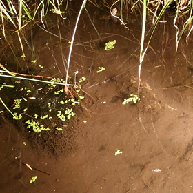 記録更新なるか！！の画像