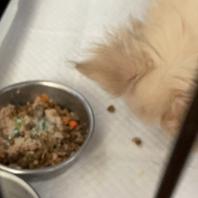 食べてくれました( ; _ ; )の画像