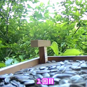 すぎぴたんの事件簿　シーズン２　２７０話（お立ち台とヤマガラ！）の画像