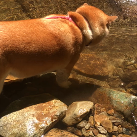 泳ぎたい。でも。の画像