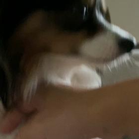 本日のワンズ13〜朝のルーティンの画像