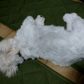 癒やされますの画像